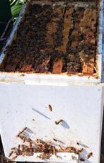 Carnica bijenvolk op simplex incl afleggerkast, Dieren en Toebehoren, Bijen