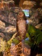 Pleco, Overige typen, Zoetwatervis