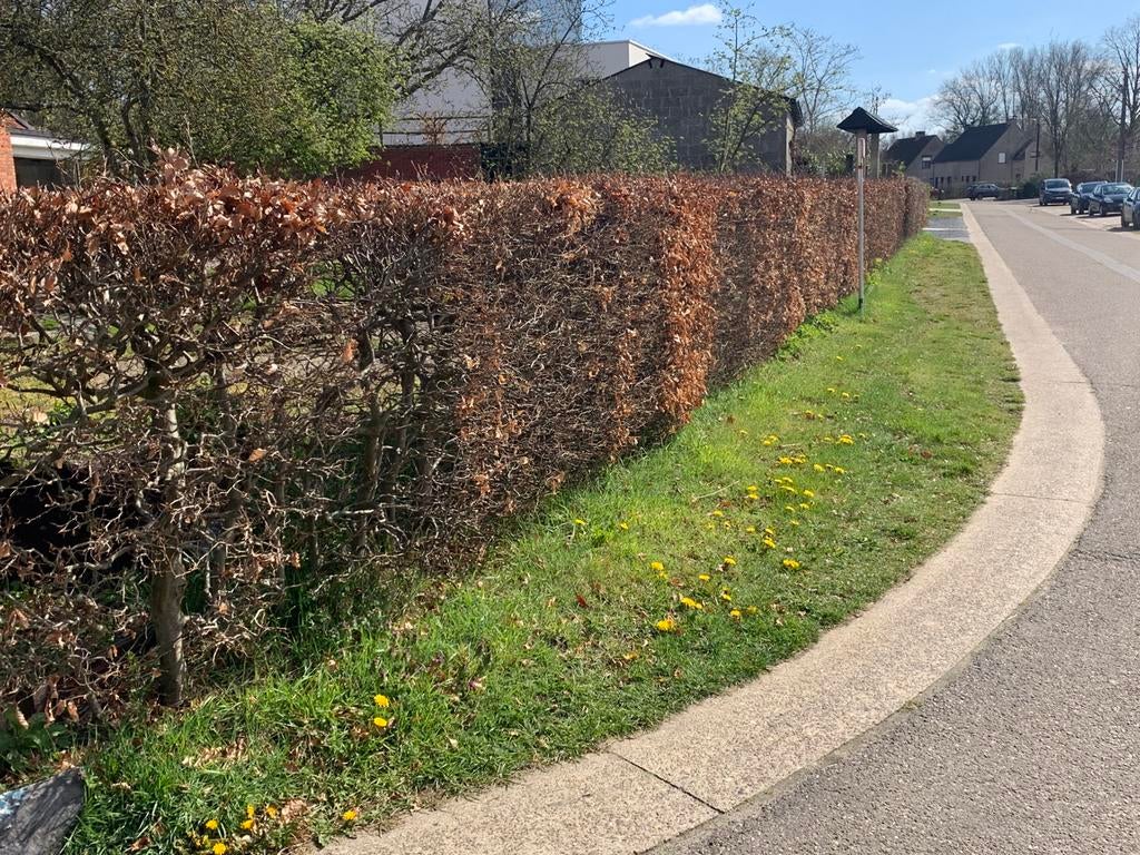 Beukenhaag, Ophalen, Beukenhaag