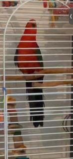 Perruche royale, Dieren en Toebehoren, Mannelijk, Parkiet