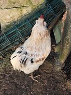 araucana hanen, Dieren en Toebehoren