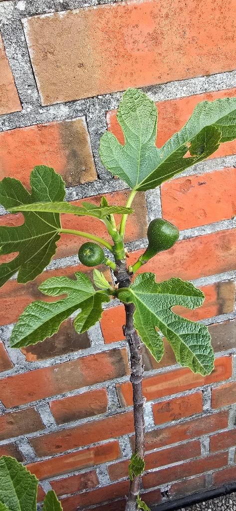Figuier 'BROWN TURKEY' Ficus Carica 1v5, Figuier, En pot, Plein soleil, Moins de 100 cm