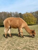 Fawn alpaca merrie, Dieren en Toebehoren, Augustus, Vrouwelijk