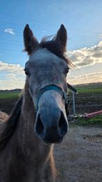 Kruising welsh x arabier 1m35  wordt 3 jaar, Dieren en Toebehoren, Ruin, Onbeleerd, Ontwormd