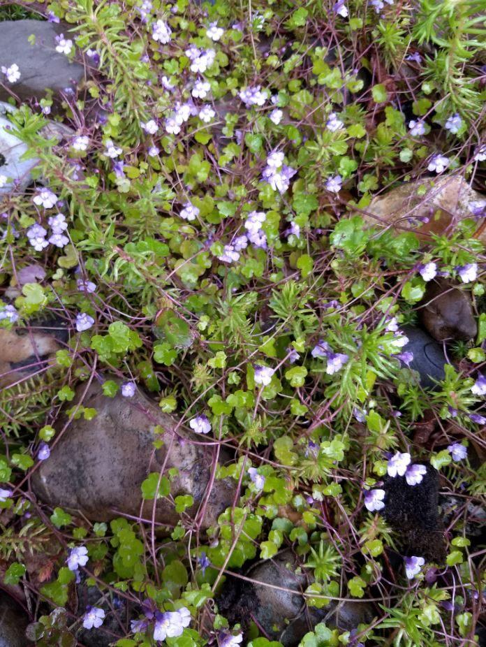 Muurleeuwenbekje - Cymbalaria muralis, Jardin & Terrasse, Plantes | Jardin, Enlèvement