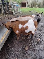 Vrouwelijke dwerggeit, Dieren en Toebehoren, Schapen, Geiten en Varkens