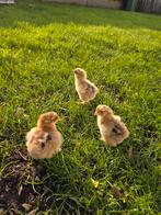 3 brahma groothoender kuikens, Dieren en Toebehoren, Pluimvee