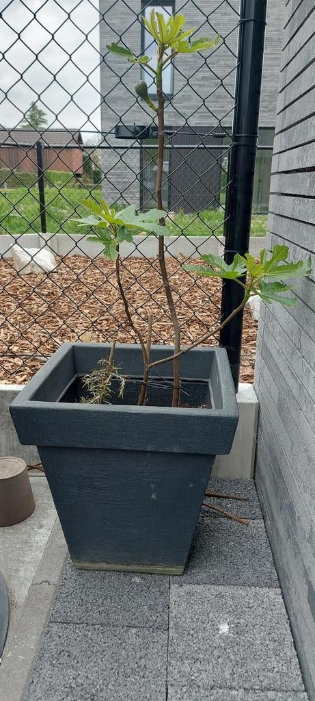 Figuier en pot., Enlèvement ou Envoi, En pot, Figuier