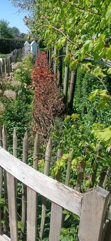 Gratis beukenhaag, Tuin en Terras, Ophalen, Beukenhaag