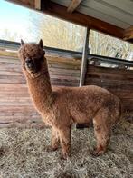 Dekhengst, Dieren en Toebehoren, Overige Dieren, Augustus, Mannelijk