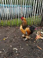 Haan, Mâle, Poule ou poulet