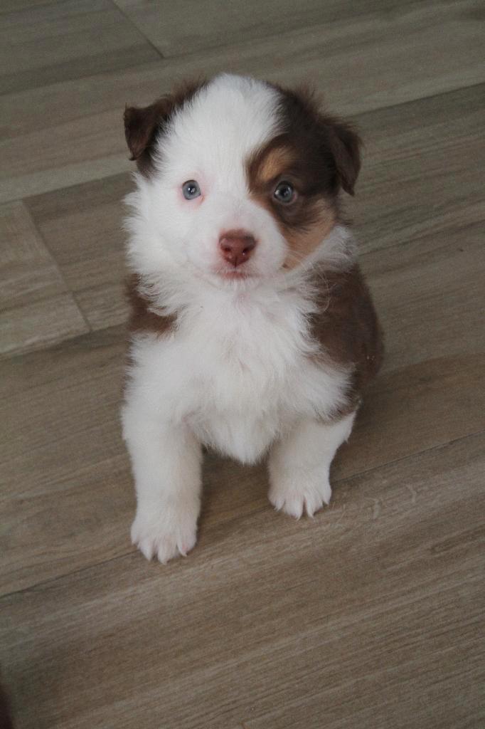 Mini American Shepherd - Mini aussie, Animaux & Accessoires, Chiens | Bergers & Bouviers, Plusieurs animaux, Autres races, Particulier