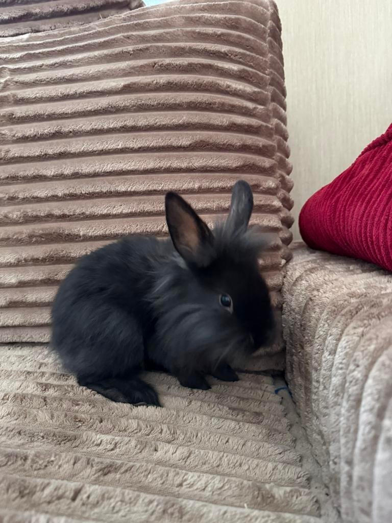 3 konijntjes te koop., Dieren en Toebehoren, Konijnen, Middelgroot, Meerdere dieren, 0 tot 2 jaar