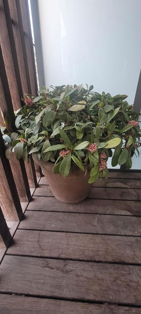 Skimmia japonica 'Rubella', Tuin en Terras, Planten | Tuinplanten, Ophalen