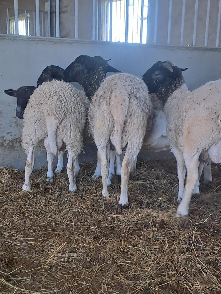 Jonge dorper rammen, Dieren en Toebehoren, Schapen, Geiten en Varkens, Mannelijk, Schaap, 0 tot 2 jaar