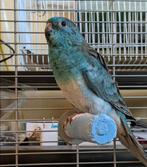 Perruche, Femelle, Perruche