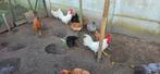 mooie witte leghorn hanen 09-2025, Dieren en Toebehoren, Pluimvee