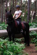 Friese stamboek merrie, Merrie, Met stamboom, Dressuurpaard, Zadelmak