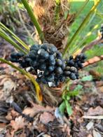 Trachycarpus Naggy x princeps zaden !, Ophalen of Verzenden, Voorjaar, Volle zon, Zaad