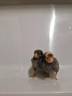 Vorwerk kuikentjes, Dieren en Toebehoren, Pluimvee