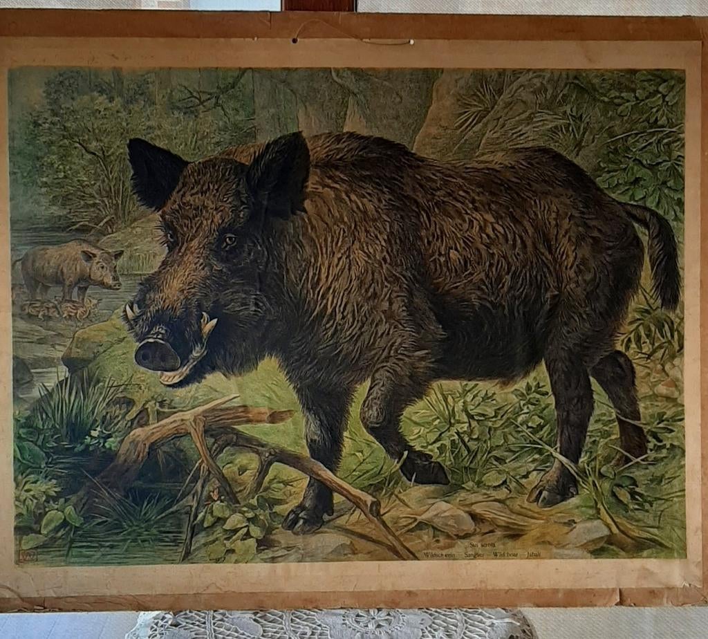 Vintage schoolplaat, wild zwijn., Antiek en Kunst, Antiek | Schoolplaten, Ophalen