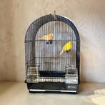 Couple de canaris avec cage neuve, Plusieurs animaux, Canari de couleur