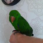 Homme : perroquet rouge, Animaux & Accessoires