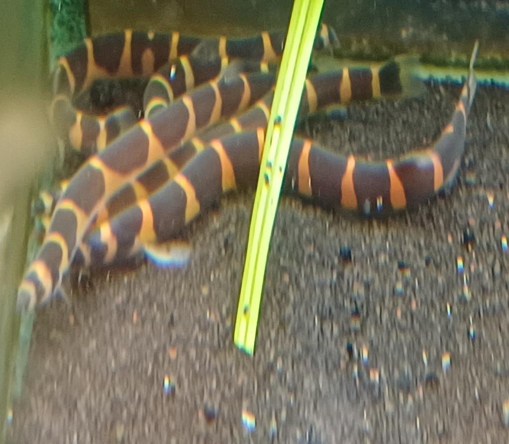 Hobbyaquarium  Pangio kuhlii Myersi / Reuze slangenvisje, Dieren en Toebehoren, Vissen | Aquariumvissen, Vis, Zoetwatervis, Schoolvis