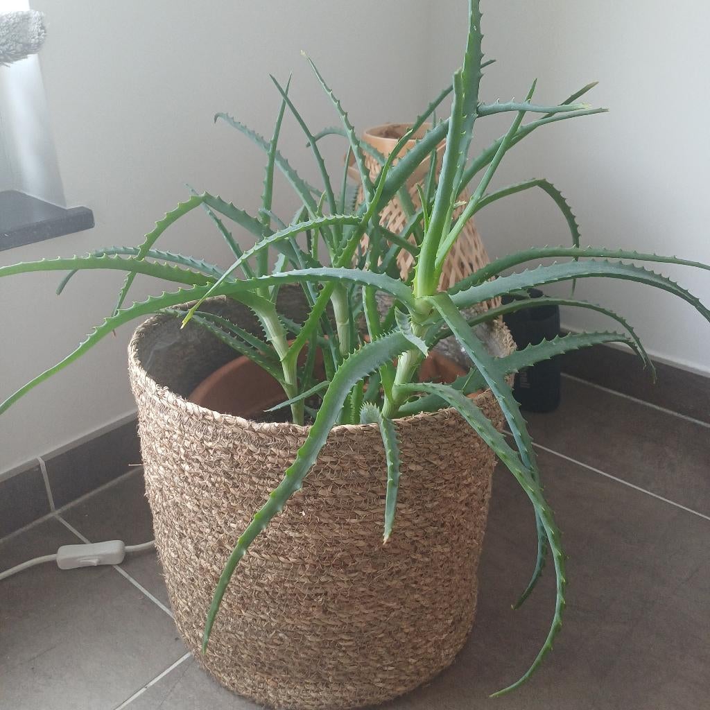 Plante médicinale Aloe arborescens, Ophalen, In pot, Minder dan 100 cm