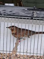 Zanglijster, Mâle, Oiseau chanteur sauvage, Bagué