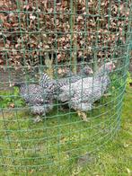 pluimvee, Meerdere dieren, Kip