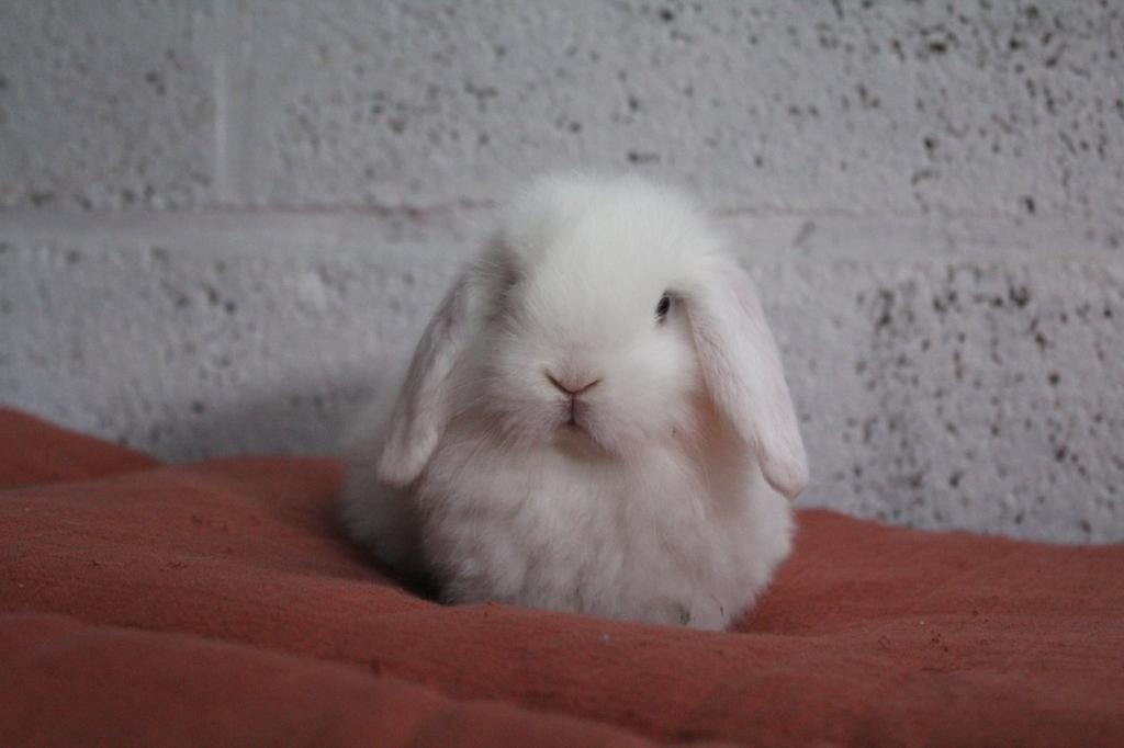 Minilop ram, Mannelijk, Klein, Hangoor, 0 tot 2 jaar