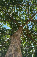 Ginkgo biloba japanse notenboom, Tuin en Terras, Planten | Bomen, Ophalen of Verzenden