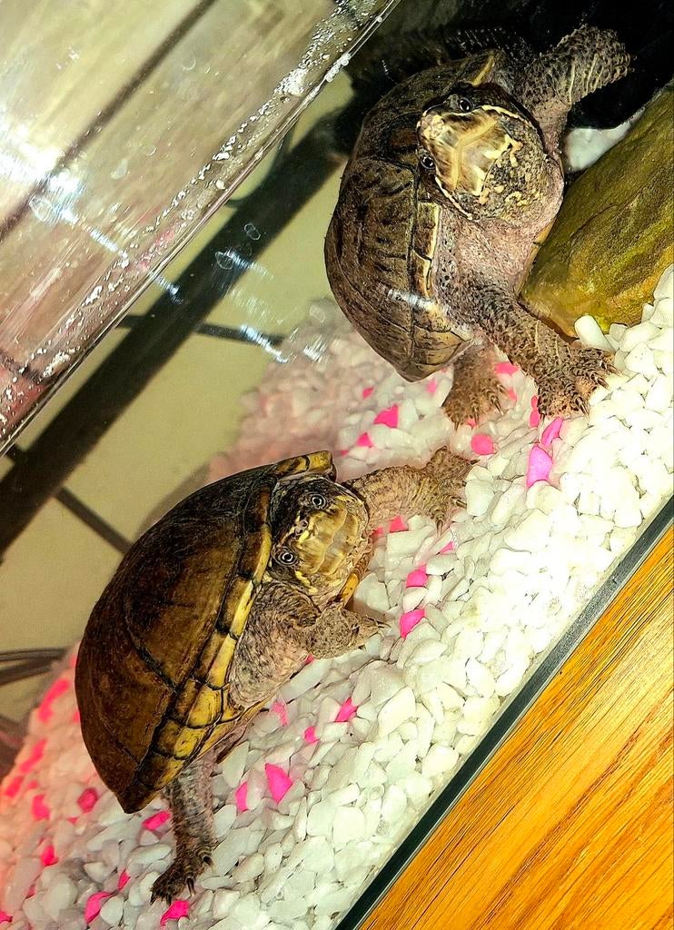 Wizzy en woppy, Schildpad, Tam