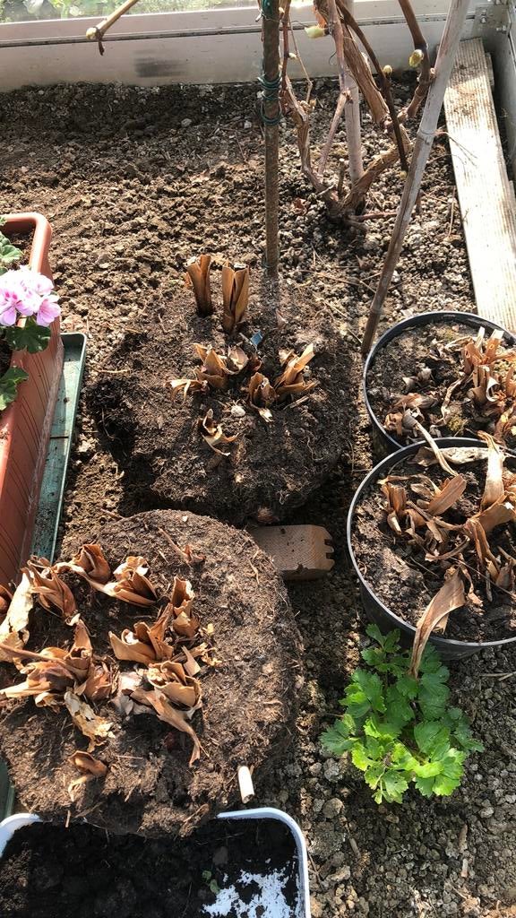 Canna, Ophalen, Zomer