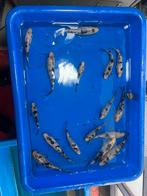 Jonge europese koi, Dieren en Toebehoren, Vissen | Vijvervissen