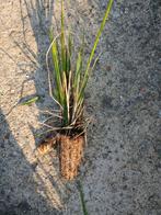 Siergrassen Panicum bijna gratis, Tuin en Terras, Planten | Tuinplanten, Ophalen, Siergrassen