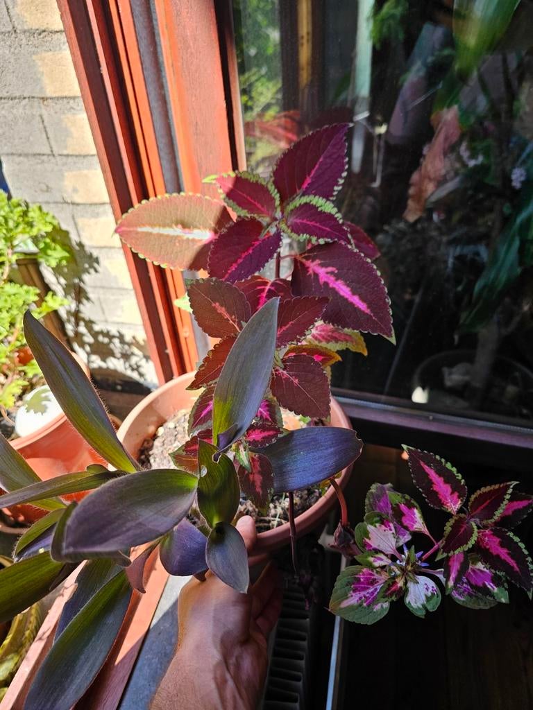 Colleus + Tradescantia, Ophalen, In pot, Volle zon, Minder dan 100 cm