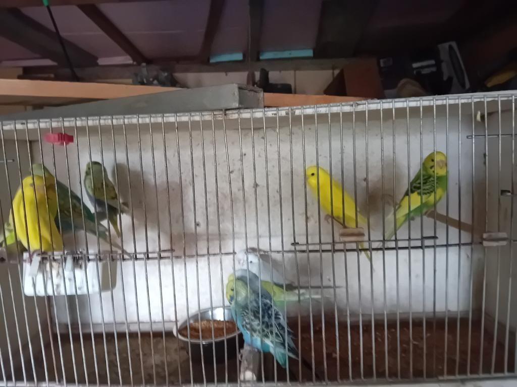 Grasparkieten, Plusieurs animaux, Perruche