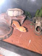 luipaardgekko s met terrarium, Avec terrarium