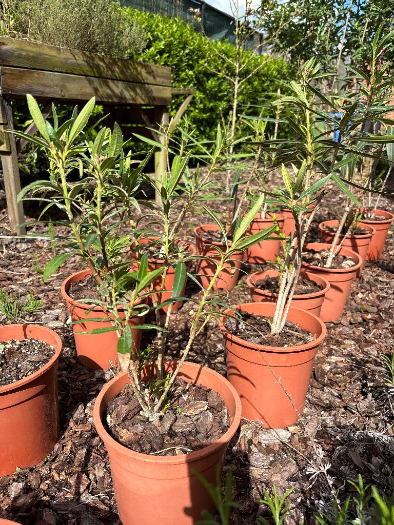 Oleanders, Jardin & Terrasse, Plantes | Jardin, Autres espèces, Plein soleil, Été, Enlèvement
