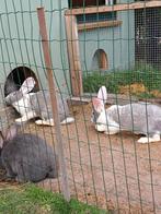 Vlaamse reuzen, Dieren en Toebehoren, Konijnen