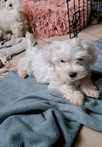 Les adorables chiots maltais cherchent un nouveau foyer, Bichon maltais, Plusieurs, Hépatite contagieuse (maladie de Rubarth)