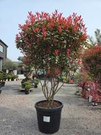 Photinia Carre Rouge meerstam, Ophalen