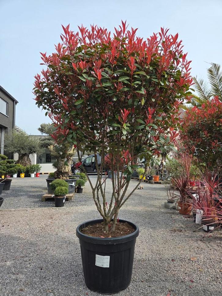 Photinia Carre Rouge meerstam, Tuin en Terras, Planten | Bomen, Ophalen