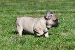 Franse Bulldog pups te koop, Dieren en Toebehoren, Honden | Bulldogs, Pinschers en Molossers, 15 weken tot 1 jaar, Buitenland