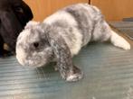 Franse hangoor rammetje, Dieren en Toebehoren, Konijnen, Mannelijk, Groot, Hangoor, 0 tot 2 jaar