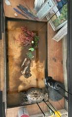 Schildpad + aquarium, decoratie, warmtelamp en voeding!, Dieren en Toebehoren, Ophalen, Zo goed als nieuw