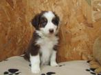 Australische herder pups, Dieren en Toebehoren, Honden | Herdershonden en Veedrijvers, België, CDV (hondenziekte), 8 tot 15 weken