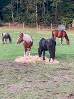 Gezocht: weide, Dieren en Toebehoren, Paarden